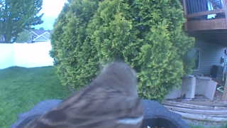 house sparrow