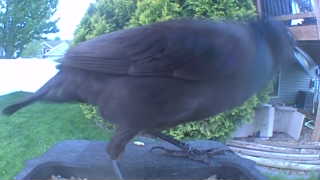 brown-headed cowbird
