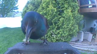 common grackle