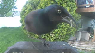 common grackle