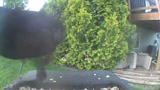 american crow
