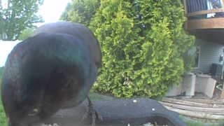 common grackle