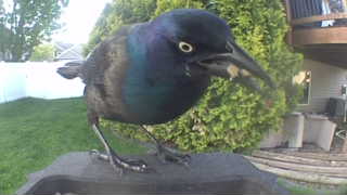 common grackle