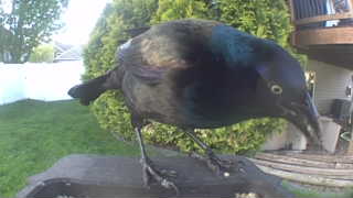 common grackle