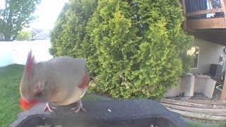 northern cardinal