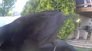 common raven