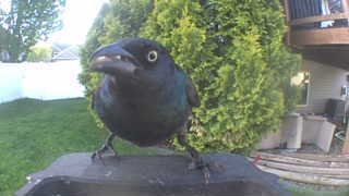 common grackle