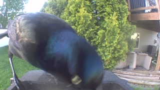 common grackle