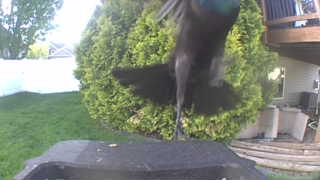 common grackle