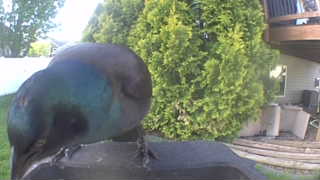 common grackle
