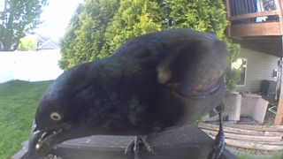 common grackle