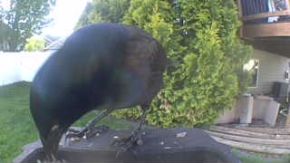 common grackle