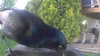 common grackle