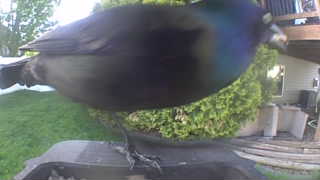 common grackle