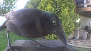 common grackle