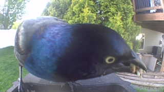common grackle