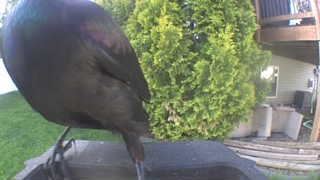 common grackle