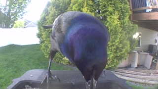 common grackle