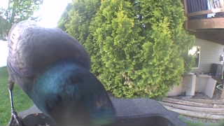 common grackle
