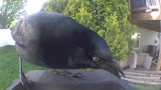 common grackle