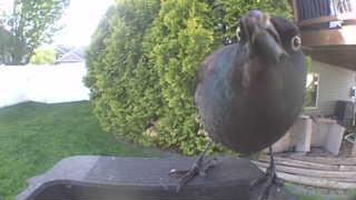 common grackle