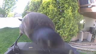 common grackle