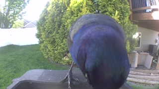 common grackle
