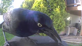 common grackle
