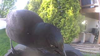 common grackle