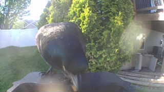 american crow