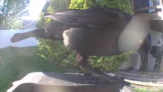 common grackle