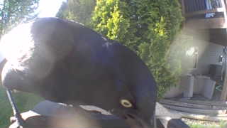 common grackle