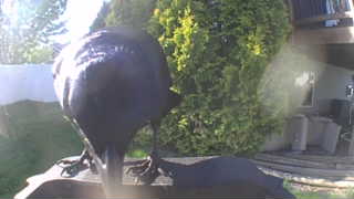common raven