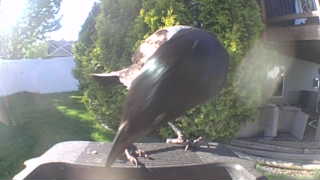 european starling
