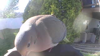 mourning dove