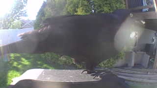 common raven