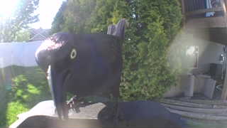 american crow