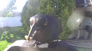 common grackle