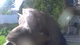 Unidentified clip