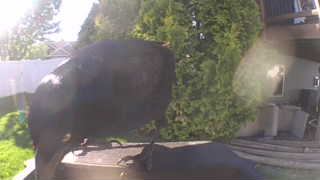 american crow