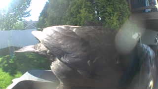 common raven