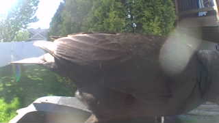 wild turkey