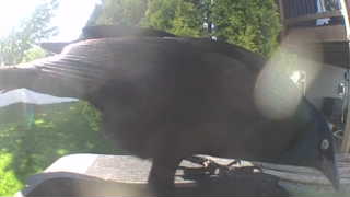 common grackle