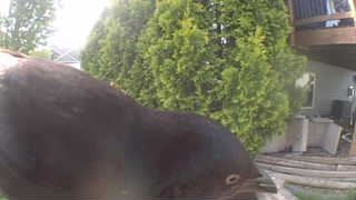 american crow