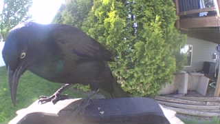 common grackle
