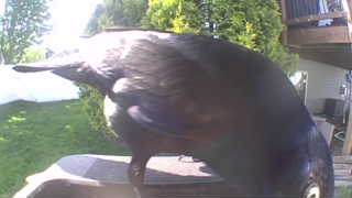 common grackle