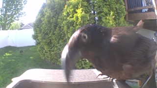 american robin