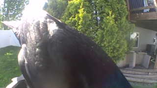 american crow