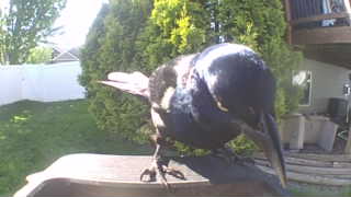 common grackle