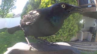 common grackle